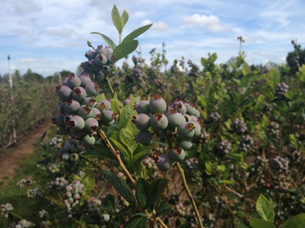 Ready to harvest