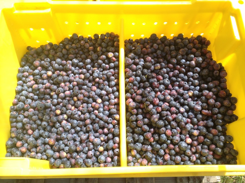 Blueberry lug