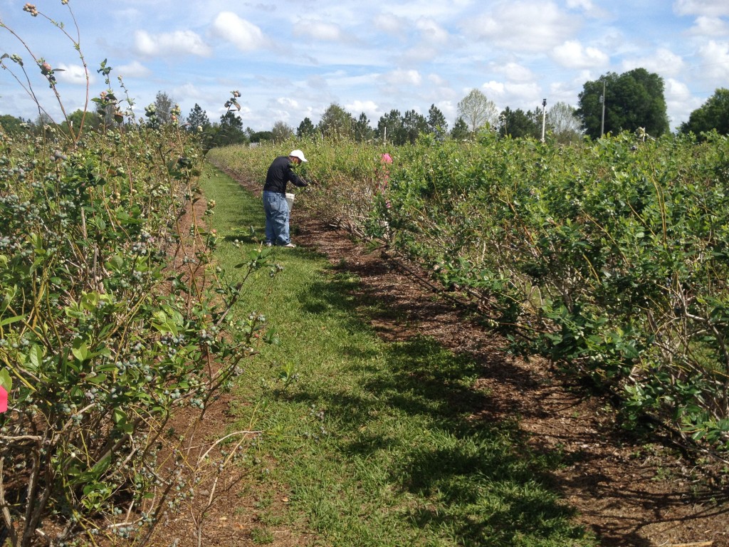 Picking berries