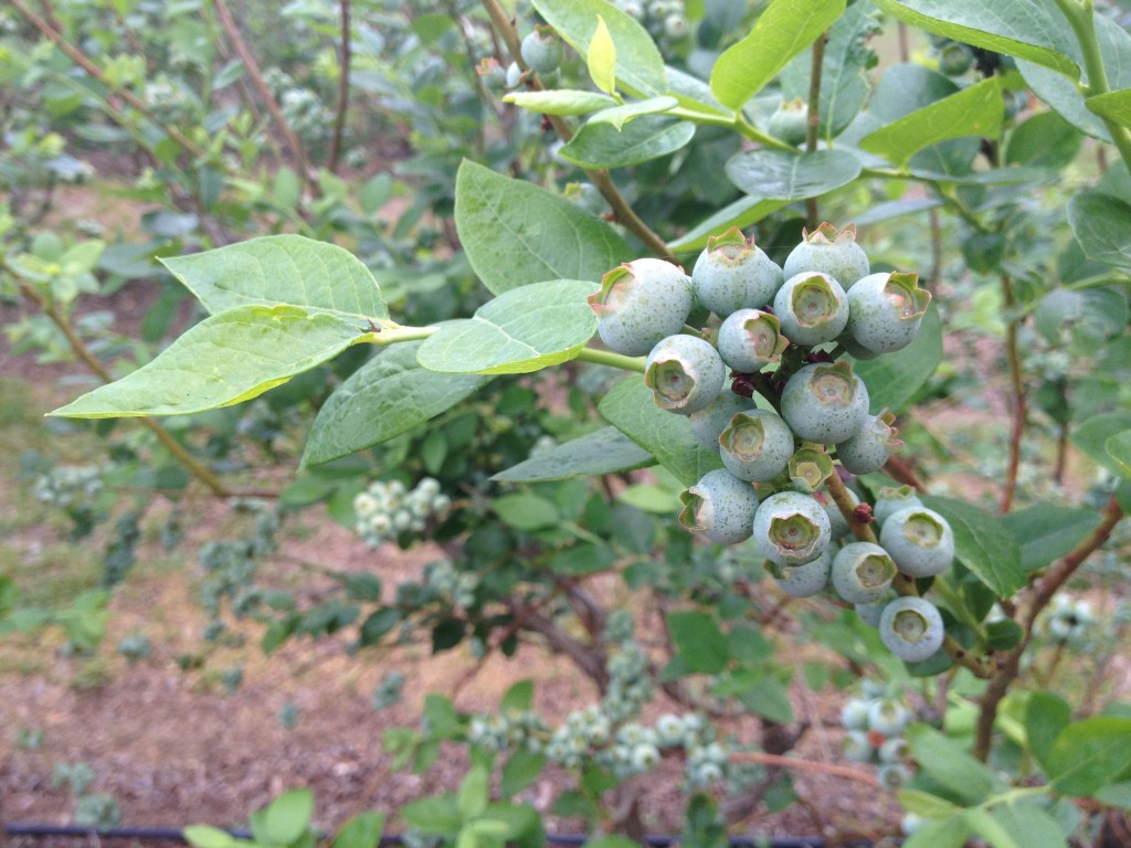 Green blueberries