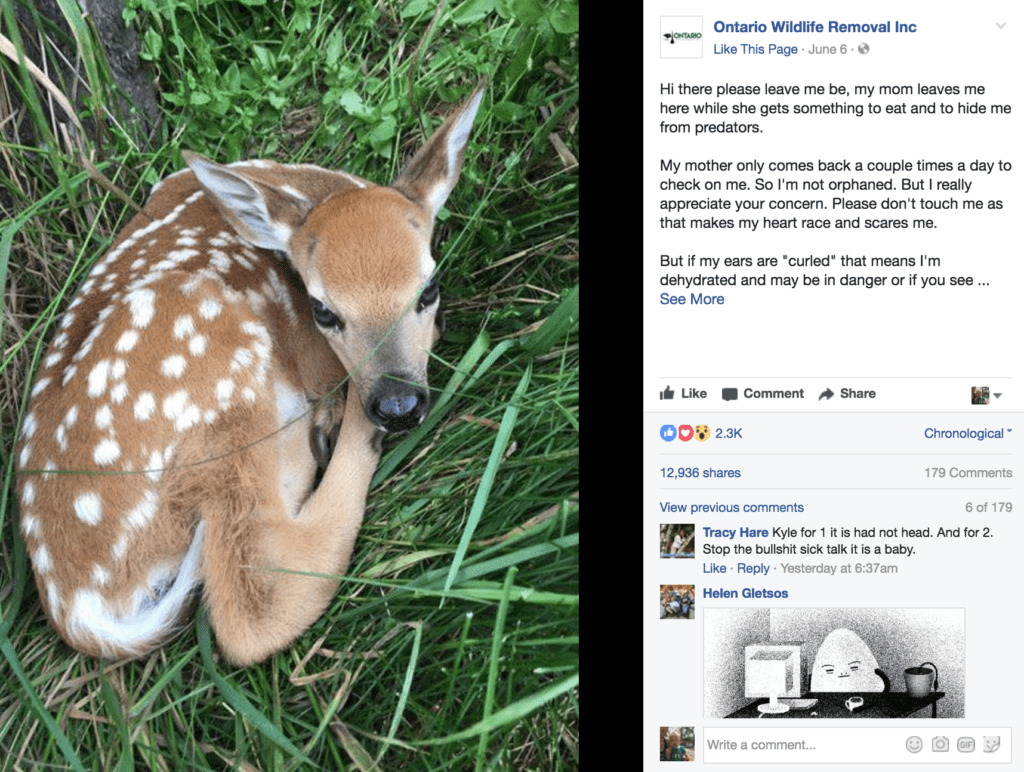 Photo of fawn in grass from Ontario Wildlife Inc. Facebook