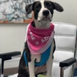 Princess is a puppy that Big Sea helped get adopted in St. Petersburg
